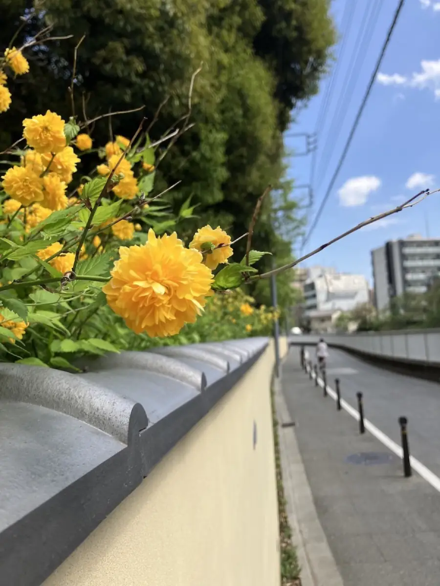 塀越しに咲く山吹の花と、文京のまちの通り