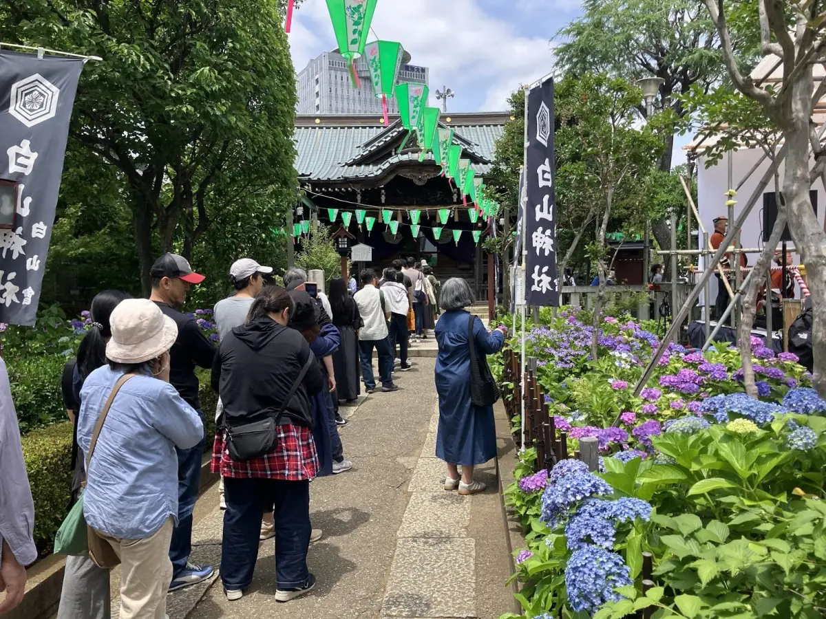 あじさい祭りでにぎわう白山神社