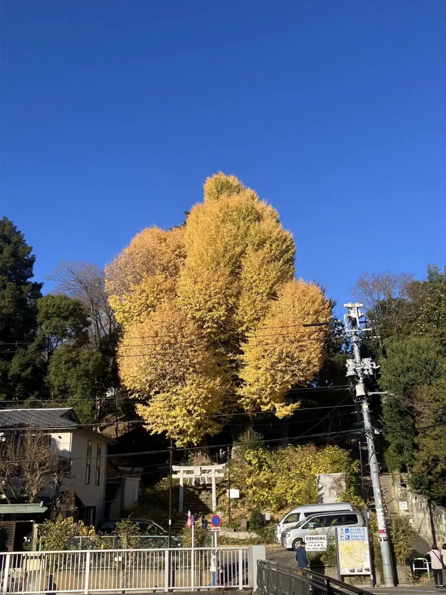 色づく大銀杏